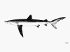 Blue Shark