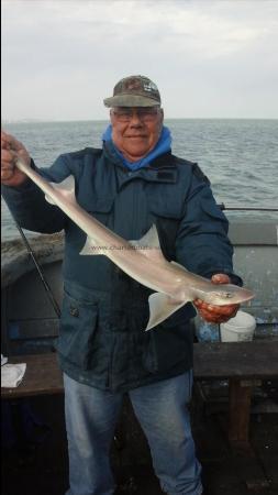 3 lb Starry Smooth-hound by Keith