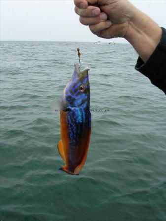 9 oz Cuckoo Wrasse by Unknown