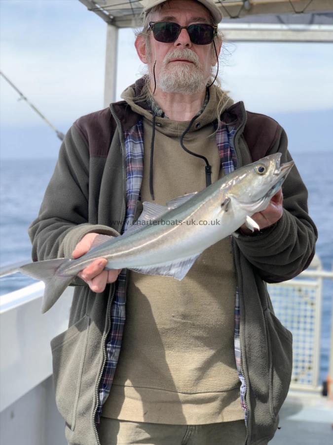 2 lb 5 oz Coalfish (Coley/Saithe) by Ray