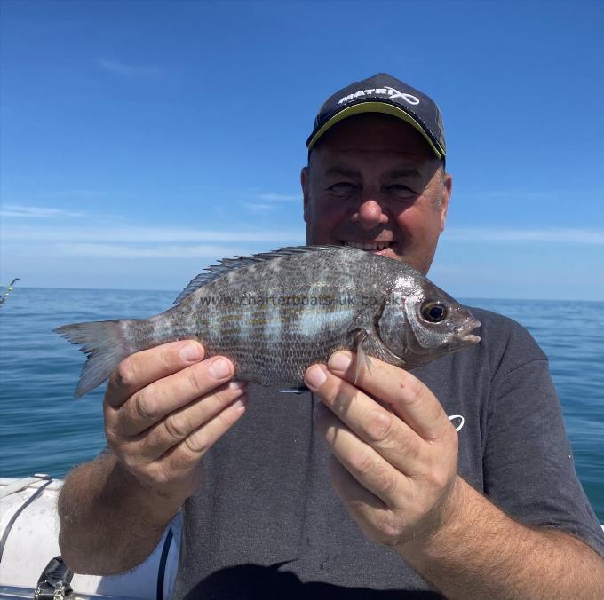 1 lb Black Sea Bream by Unknown