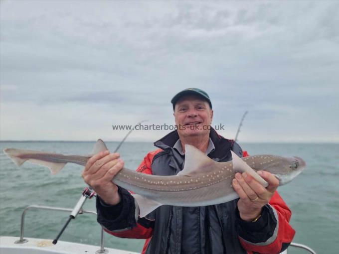 6 lb Starry Smooth-hound by Tim