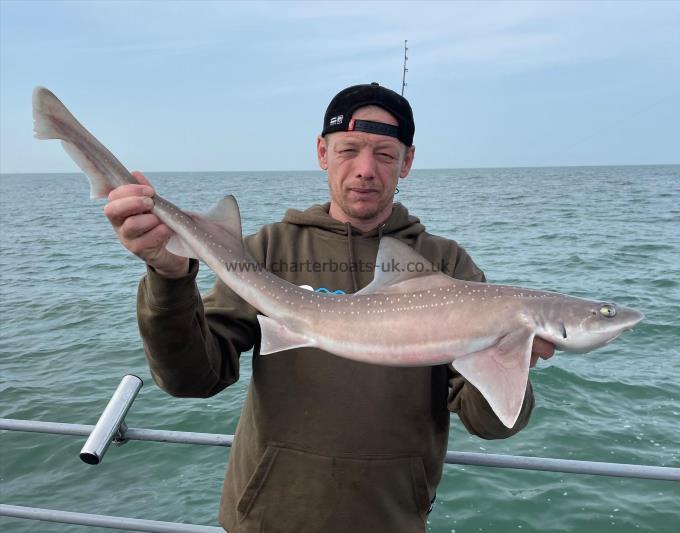 8 lb Smooth-hound (Common) by Unknown