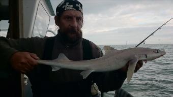 5 lb Starry Smooth-hound by Pete the pirate,