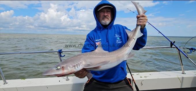 14 lb 1 oz Starry Smooth-hound by Steve