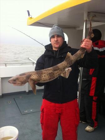 13 lb 4 oz Bull Huss by Unknown