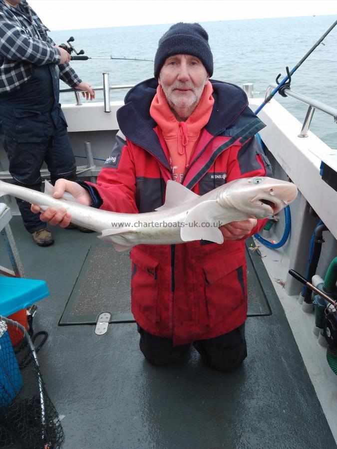 1 lb Smooth-hound (Common) by Unknown