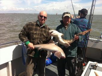 11 lb 2 oz Smooth-hound (Common) by Unknown