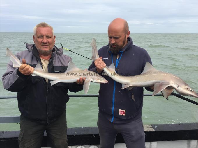 6 lb Smooth-hound (Common) by Unknown