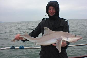 11 lb Starry Smooth-hound by Mark