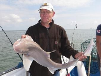 14 lb Starry Smooth-hound by Unknown