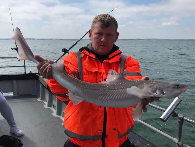 7 lb Smooth-hound (Common) by Unknown