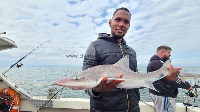 8 lb Starry Smooth-hound by Unknown