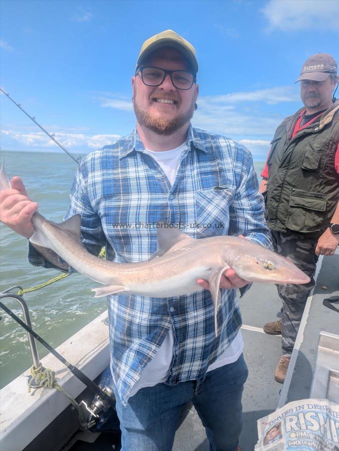 4 lb Starry Smooth-hound by Unknown