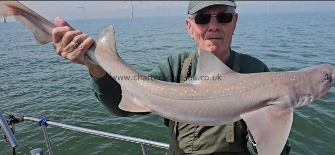 10 lb 6 oz Starry Smooth-hound by Geoff