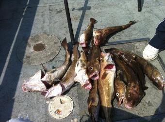 4 lb Cod by various