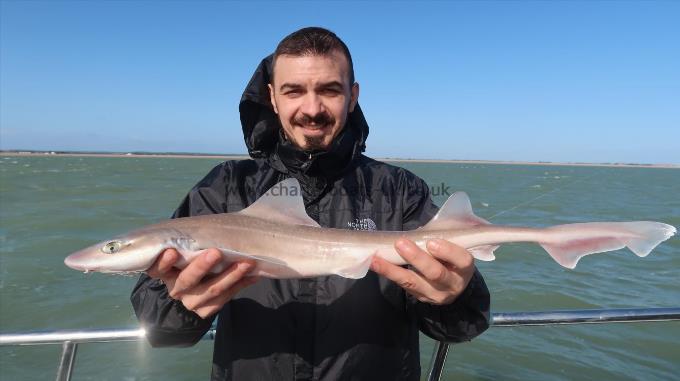 3 lb Starry Smooth-hound by Unknown