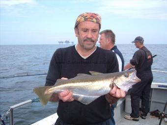 4 lb Pollock by gary