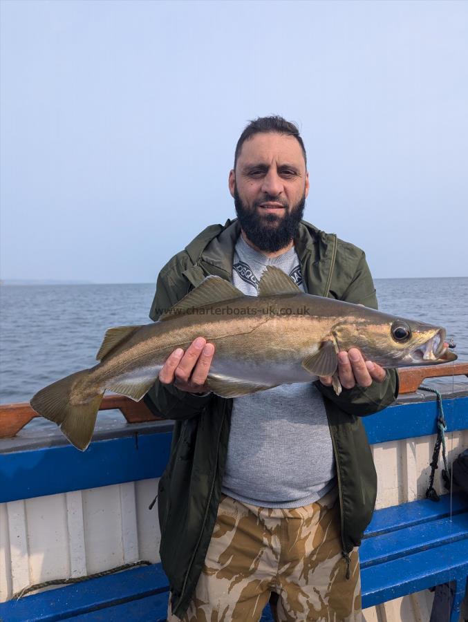 6 lb 9 oz Pollock by Unknown