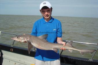 11 lb 8 oz Starry Smooth-hound by calum