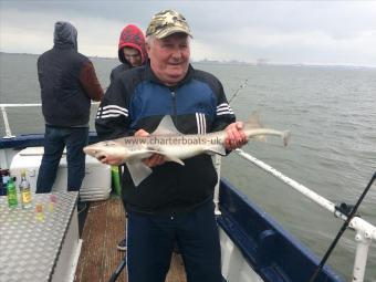 7 lb Starry Smooth-hound by Unknown