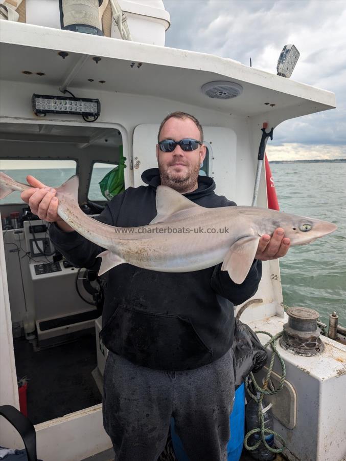 12 lb Starry Smooth-hound by Wsz