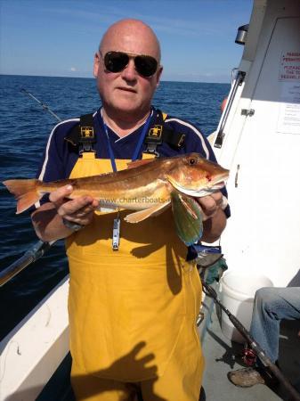 3 lb 6 oz Tub Gurnard by Graham Walsh