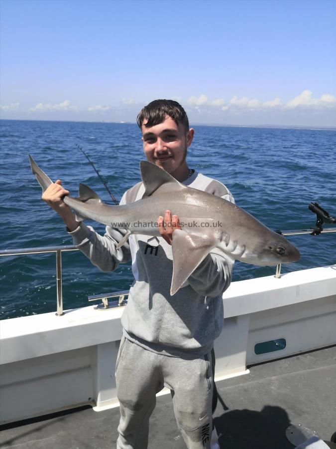 12 lb Smooth-hound by Carl