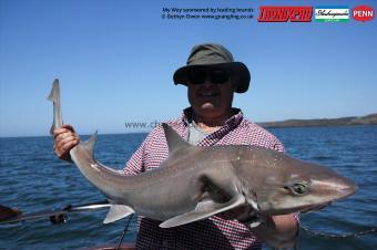 15 lb Starry Smooth-hound by Dave