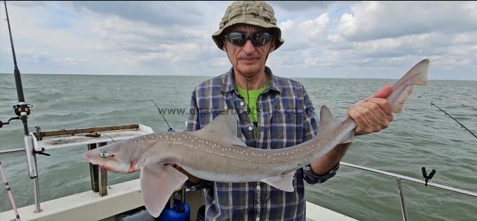 11 lb Smooth-hound by Simon