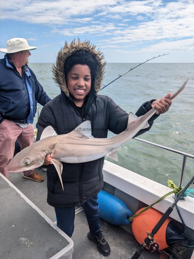 5 lb Starry Smooth-hound by Unknown