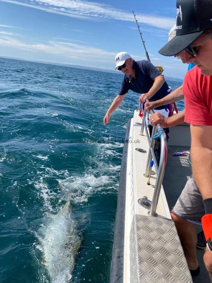 370 lb Bluefin Tuna by Unknown