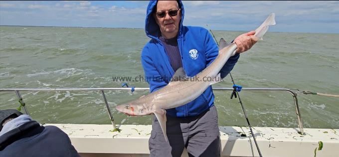 7 lb 14 oz Starry Smooth-hound by Mike