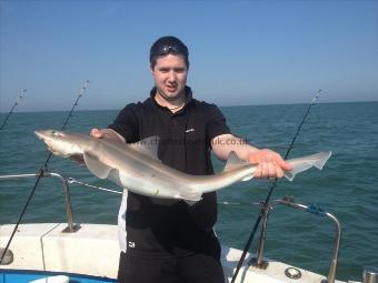 10 lb Starry Smooth-hound by Unknown