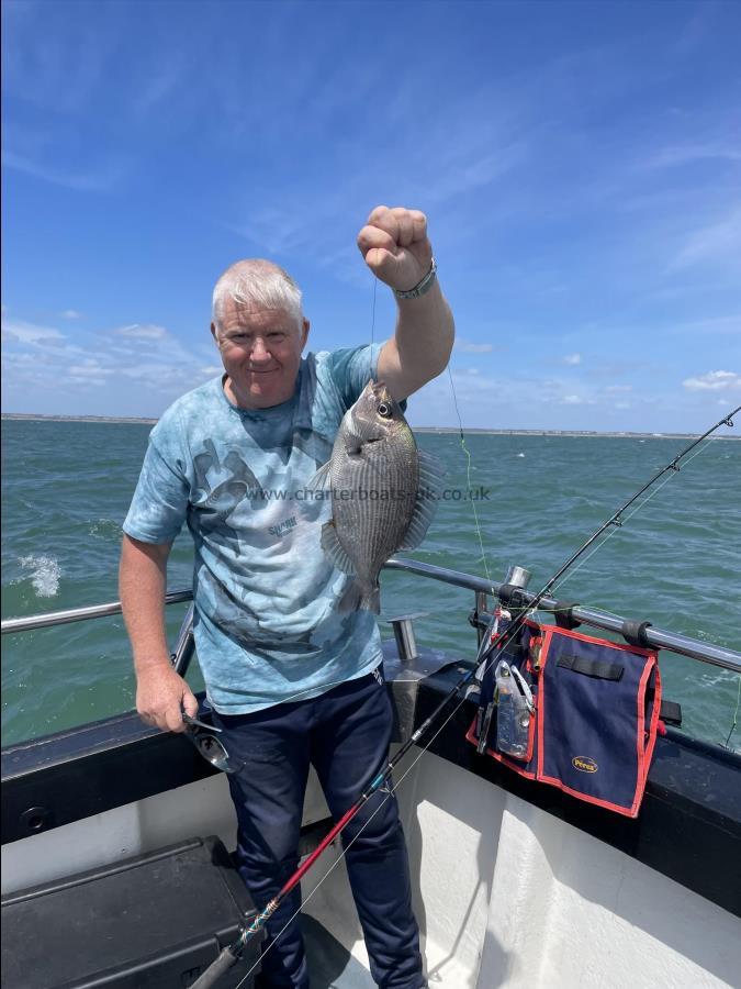 1 lb 2 oz Black Sea Bream by Unknown