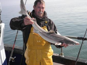 11 lb 4 oz Starry Smooth-hound by Dave Shapland