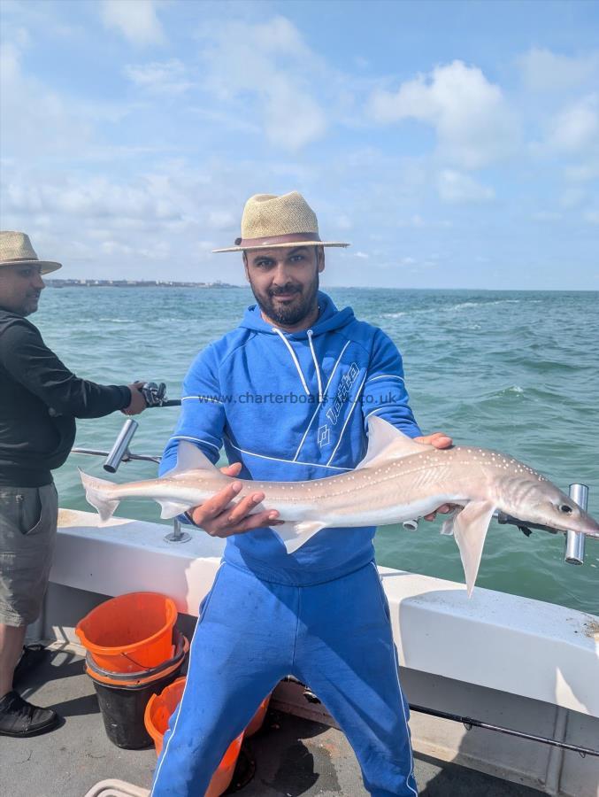 8 lb Starry Smooth-hound by Unknown