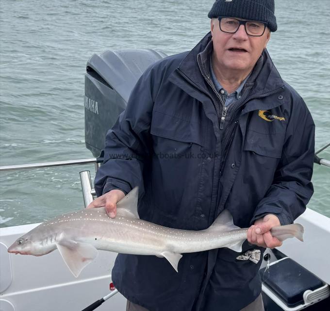 6 lb 2 oz Starry Smooth-hound by John