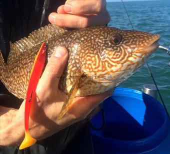 1 lb 8 oz Ballan Wrasse by Stephen