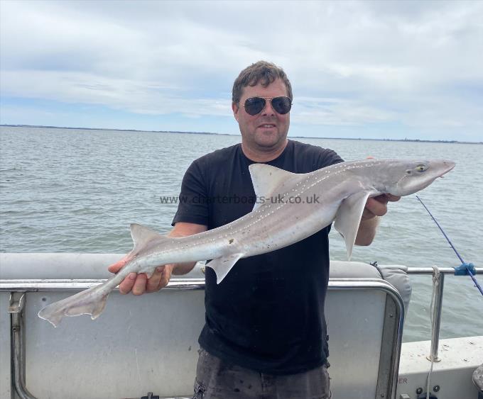 7 lb Starry Smooth-hound by Unknown