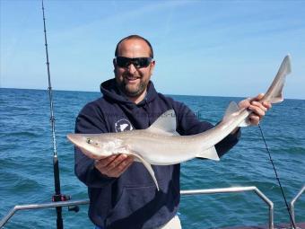 7 lb Smooth-hound (Common) by Sam