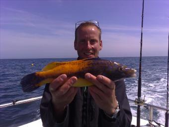 12 oz Cuckoo Wrasse by Matt Seymoor