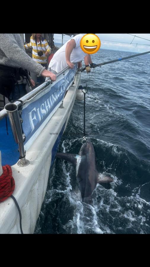 400 lb Thresher Shark by Unknown