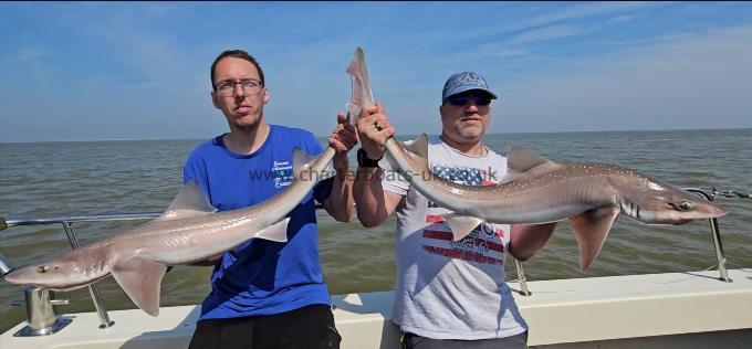 14 lb Starry Smooth-hound by Mike
