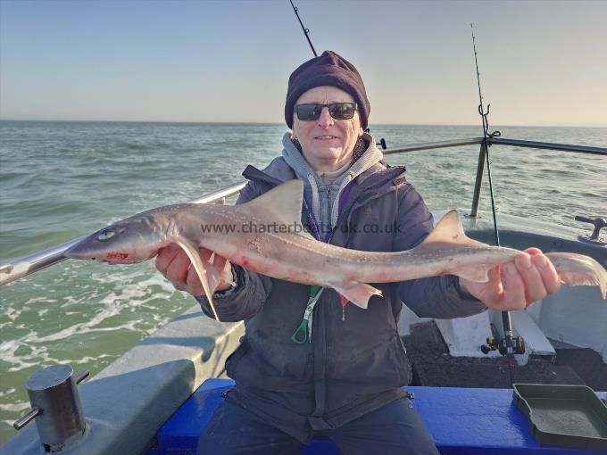 5 lb Smooth-hound (Common) by Steve