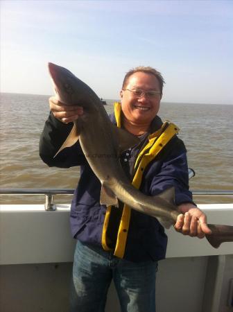 12 lb 6 oz Starry Smooth-hound by benji