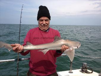 6 lb Starry Smooth-hound by John Hodgekiss