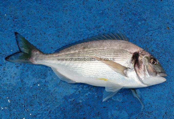 12 oz Gilt-head Sea Bream by Unknown