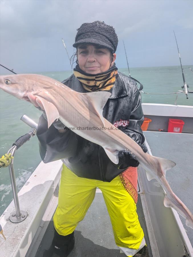 6 lb Starry Smooth-hound by Terresa