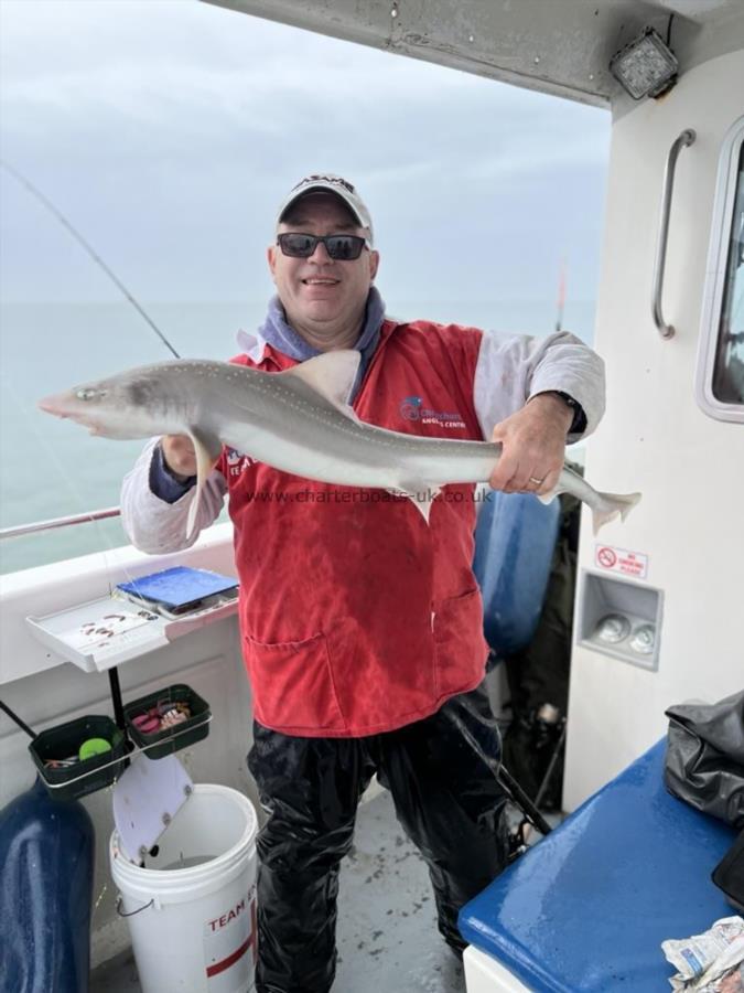 9 lb Starry Smooth-hound by Unknown